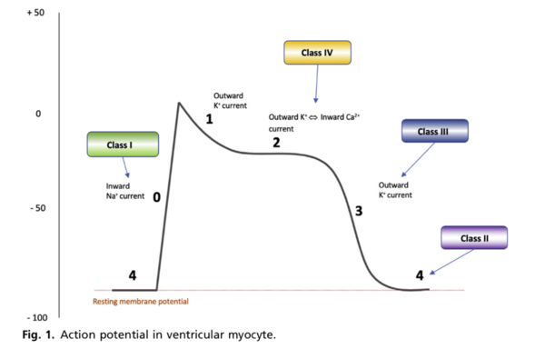Phase 0 = dépolarisation (corrélée sur l’ECG au QRS) Phase 1-3 = repolarisation (corrélée à l’intervalle QT)
